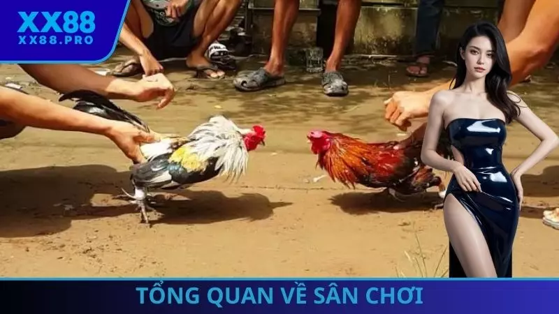 Tổng quan về sân chơi