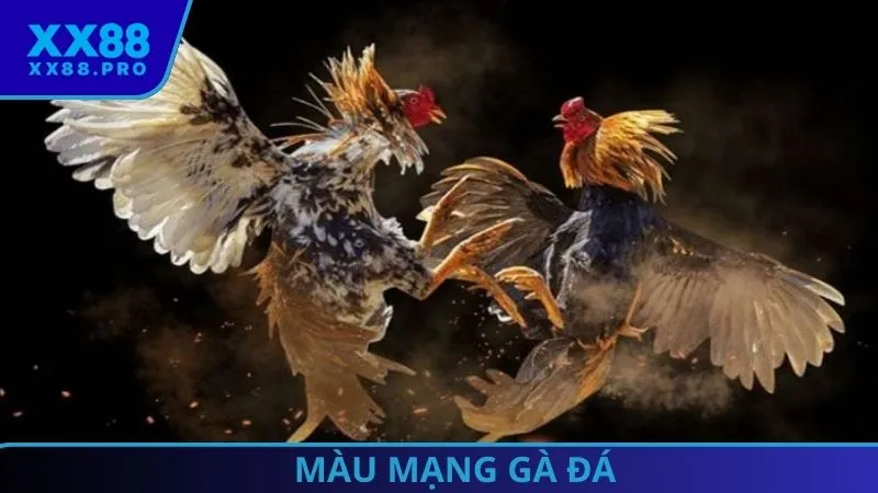 màu mạng gà đá