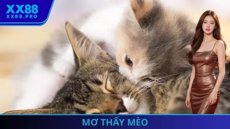 Mơ thấy mèo